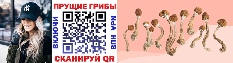 Галлюциногенные грибы прущие грибы  Кострома 